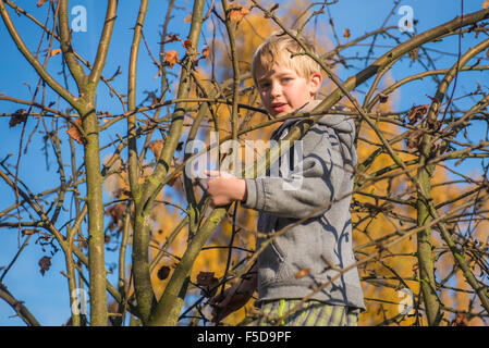 Kind Junge auf Apfelbaum Klettern, sonnigen Tag, blauer Himmel, Herbst Stockfoto