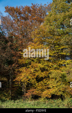 Wadhurst, UK. 1. November 2015. Herbst Farben dominieren die Wälder in der Nähe von Wadhurst, East Susse Credit: © Guy Bell/Alamy Live News Stockfoto