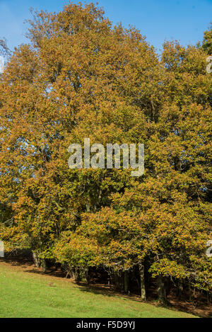 Wadhurst, UK. 1. November 2015. Herbst Farben dominieren die Wälder in der Nähe von Wadhurst, East Susse Credit: © Guy Bell/Alamy Live News Stockfoto