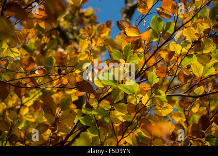 Wadhurst, UK. 1. November 2015. Herbst Farben dominieren die Wälder in der Nähe von Wadhurst, East Susse Credit: © Guy Bell/Alamy Live News Stockfoto