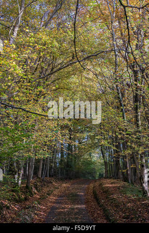 Wadhurst, UK. 1. November 2015. Herbst Farben dominieren die Wälder in der Nähe von Wadhurst, East Susse Credit: © Guy Bell/Alamy Live News Stockfoto