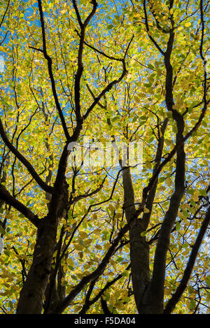 Wadhurst, UK. 1. November 2015. Herbst Farben dominieren die Wälder in der Nähe von Wadhurst, East Susse Credit: © Guy Bell/Alamy Live News Stockfoto