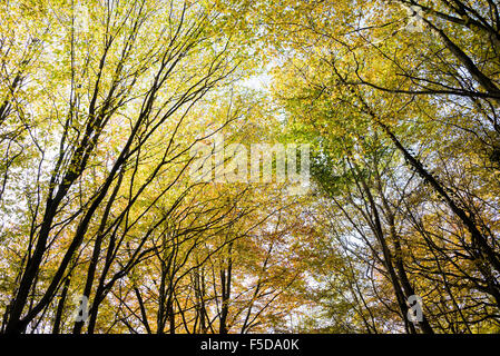 Wadhurst, UK. 1. November 2015. Herbst Farben dominieren die Wälder in der Nähe von Wadhurst, East Susse Credit: © Guy Bell/Alamy Live News Stockfoto