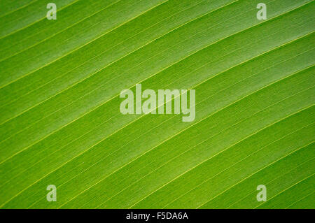 Eine Nahaufnahme Detail ein Palm-Baum-Rinde Stockfoto