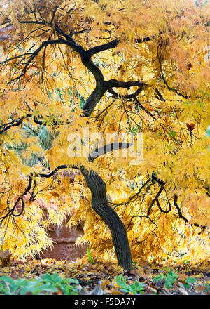 Acer Palmatum Dissectum. Japanische Ahorn im Herbst Stockfoto