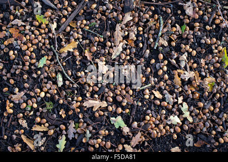 Quercus Robur. Gefallene Eiche Eicheln auf dem Boden im Herbst Stockfoto