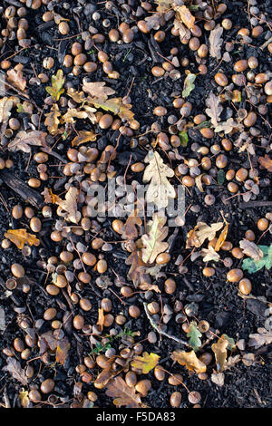 Quercus Robur. Gefallene Eiche Eicheln auf dem Boden im Herbst Stockfoto