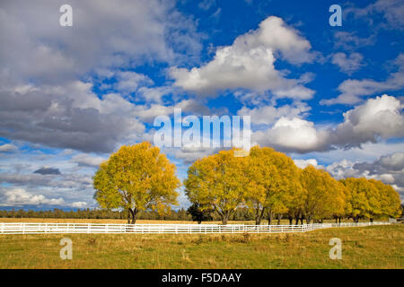 Ein weißer Zaun Hof und Weiden drehen Gold im Herbst Farbe ändern in Bend, Oregon Stockfoto