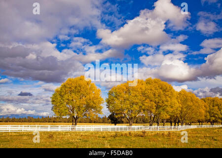 Ein weißer Zaun Hof und Weiden drehen Gold im Herbst Farbe ändern in Bend, Oregon Stockfoto