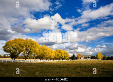 Ein Bauernhof mit einem weißen Zaun und eine Linie von Weiden drehen Gold im Herbst in Bend, Oregon Stockfoto