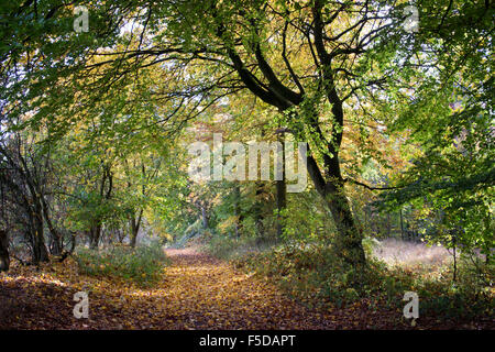 Weg durch Buche Bäume in einem englischen Waldgebiet im Herbst Stockfoto