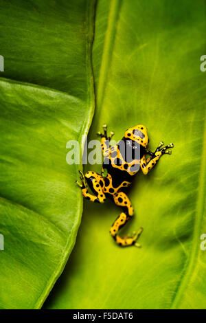 Eine gelbe Pfeilgiftfrosch, klammerte sich an einem Blatt Stockfoto