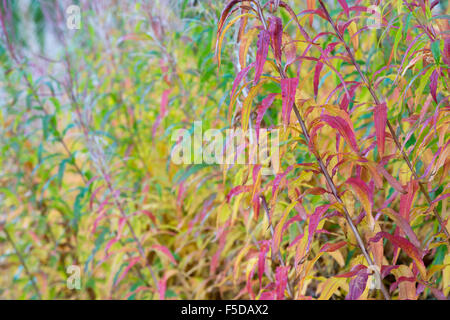 Chamerion Angustifolium. Rosebay Weidenröschen im Herbst in der schottischen Landschaft Stockfoto