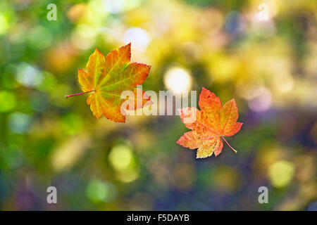 Blätter fallen von einem Ahornbaum im Herbst Stockfoto