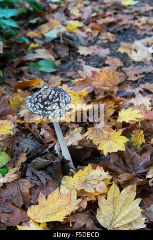 Coprinopsis Picacea. Elster Inkcap Pilze im Herbst. UK Stockfoto