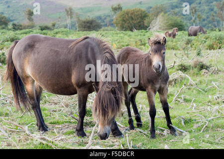 Sommer 2015. Echte Exmoor Ponys! VEREINIGTES KÖNIGREICH. Stockfoto