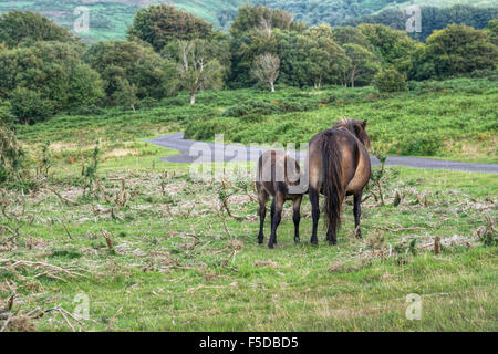Exmoor Ponys. Stute säugende Fohlen. Devon, UK. Stockfoto