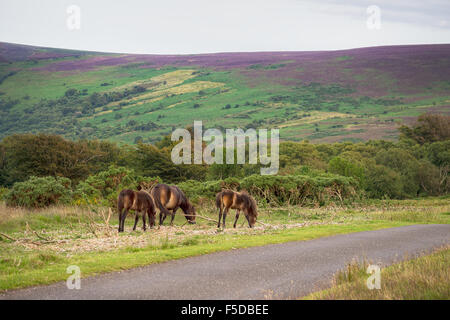 Echte Exmoor Ponys. Deevon, UK. Heather hinter. Stockfoto