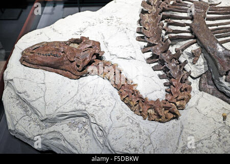 Die komplette versteinerten Überreste eines Dinosauriers langem Hals auf Anzeige im Museum der Rockies in Bozeman, Montana. Stockfoto