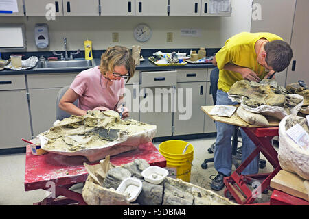 Junge Wissenschaftler an das Museum of the Rockies in Bozeman, Montana, sauber und Konserve Dinosaurierknochen, die erholt fr Stockfoto