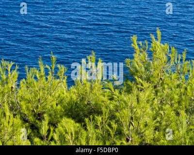 Kiefer blau, Baum und Sonne Meer Blick wünschen wir bei Reisen in Urlaub rund um das Mittelmeer, hier aus Kroatien Stockfoto