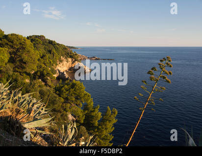 Goldene Stunde direkt an der Strandpromenade in Dubrovnik Kroatien schmückt die Bäume, Blick bis zum Horizont an einem klaren Tag Stockfoto