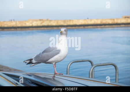 Möwe stehend auf der Motorhaube oder die Motorhaube eines Fahrzeugs Blick auf das Meer, Stockfoto