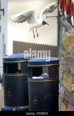 Möwe aus städtischen Abfallbehälter Aufräumvorgang Stockfoto