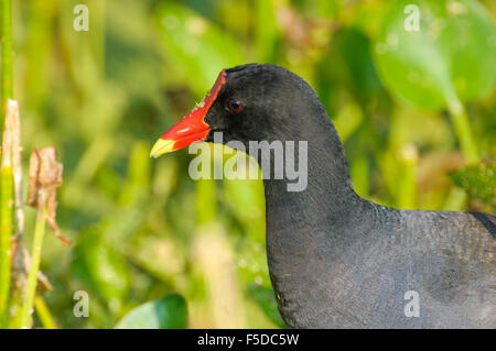 (Common Gallinule Gallinula galeata), Wakodahatchee Feuchtgebiete, Delray Beach, Florida, USA Stockfoto