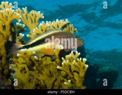 Blackside Hawkfish, Paracirrhites Forsteri, thront in Net Feuer Korallen, Millepora Dichotoma, Rotes Meer, Ägypten Stockfoto