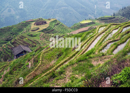 Geschichtete Reisterrassen Longii Titian (Dragon es Rückgrat Terrassen), Guangxi, China Stockfoto