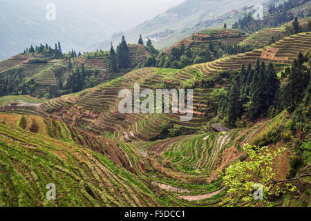 Geschichtete Reisterrassen Longii Titian (Dragon es Rückgrat Terrassen), Guangxi, China Stockfoto