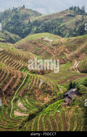 Geschichtete Reisterrassen Longii Titian (Dragon es Rückgrat Terrassen), Guangxi, China Stockfoto