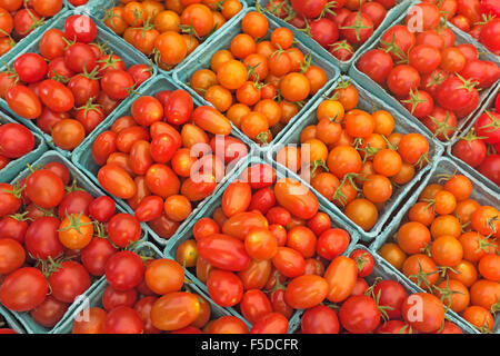 Frisch gepflückten Kartons mit Cherry-Tomaten auf dem Display an einem Sommer-Bauernmarkt in Bend, Oregon Stockfoto