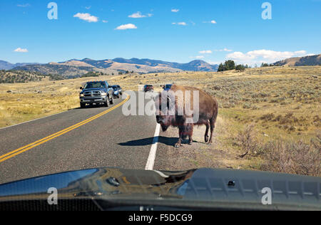 Ein amerikanischer Bison oder Büffel Überquerung der Autobahn verursacht einen Stau im Yellowstone-Nationalpark, Wyoming Stockfoto