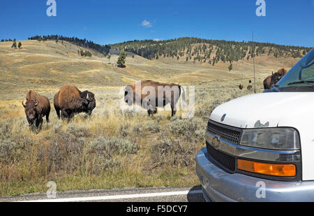 Amerikanischer Bison oder Büffel auf der Straße durch Yellowstone National Park, entlang dem Yellowstone River. Stockfoto