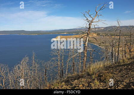 Verbrannte Wacholder auf der östlichen hinter den Yellowstone Lake im Yellowstone National Park Stockfoto