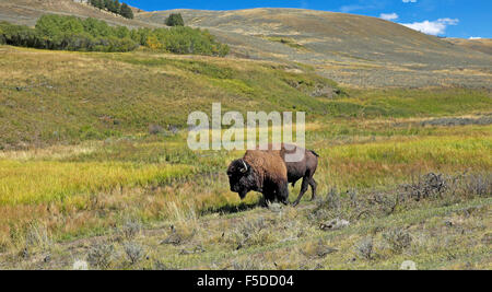 Ein einsamer American Bison Stier oder Büffel, auf einer Wiese im Yellowstone-Nationalpark, Wyoming Stockfoto