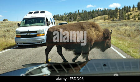 Eine große weibliche Bisons im Yellowstone National Park, beim Überqueren der Straße vor Verkehr. Stockfoto