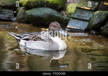 Nördliche Pintail (Anas Acuta) männlich, Schwimmen im See Stockfoto