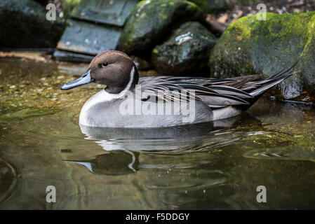 Nördliche Pintail (Anas Acuta) männlich, Schwimmen im See Stockfoto