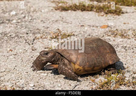 Ein Erwachsener Gopher-Schildkröte - Gopherus polyphemus Stockfoto