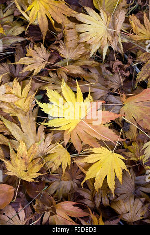 Gefallenen Ahorn Blätter im Herbst. Stockfoto