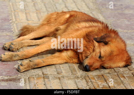 Schlafen auf dem Boden einer Straße in einem Dorf am Ufer des Yarlung Tsangpo River in der Nähe von Shigatse Stadt-Tibet tibetische Hund. Stockfoto