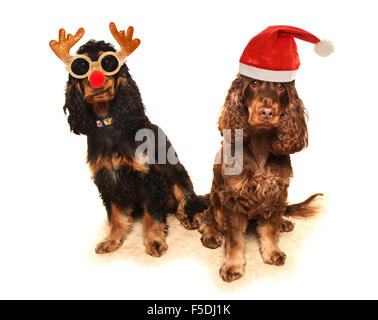 zwei Hunde im Kostüm-Ausschnitt Stockfoto