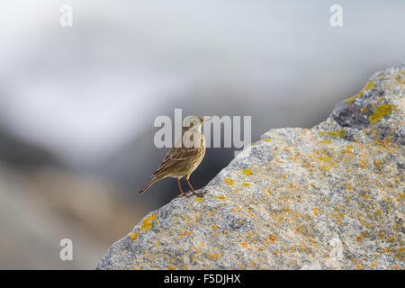 Eurasische Rock Pieper (Anthus Petrosus) thront auf Felsen am Mousehole, Cornwall, Vereinigtes Königreich Stockfoto