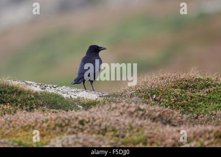 AAS-Krähe (Corvus Corone) thront auf Felsen im Heidekraut, Porthgwarra, Cornwall, Großbritannien Stockfoto