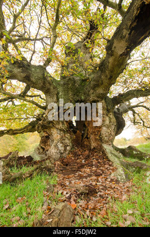 Alte Eiche mit Fäulnis hohle Mitte im Kofferraum.  Cowdray Park, Midhurst, Sussex, UK. Traubeneiche [Quercus Petraea]. Herbst Stockfoto