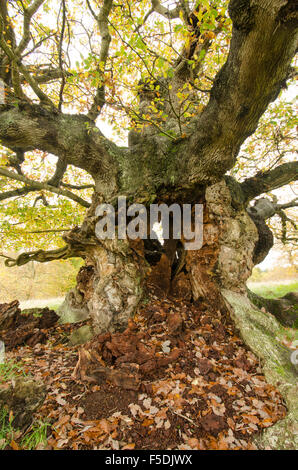 Alte Eiche mit Fäulnis hohle Mitte im Kofferraum.  Cowdray Park, Midhurst, Sussex, UK. Traubeneiche [Quercus Petraea]. Herbst Stockfoto