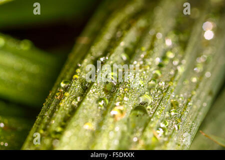 Makro Aussicht auf Regen fällt auf grüne Blätter Stockfoto